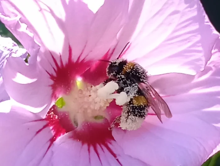 Fleurs insecte GP