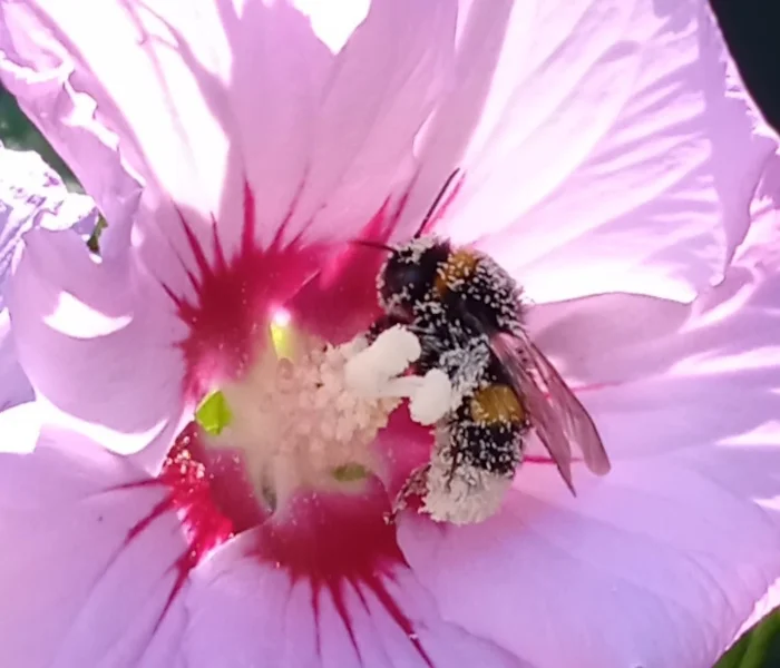 Fleurs insecte vignette