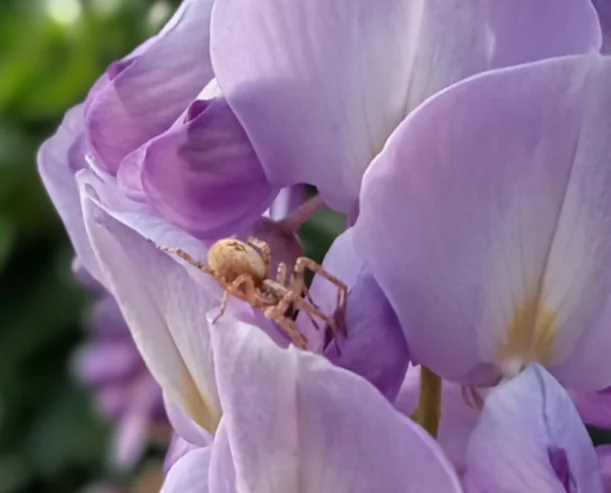 Fleur mauve insecte light1